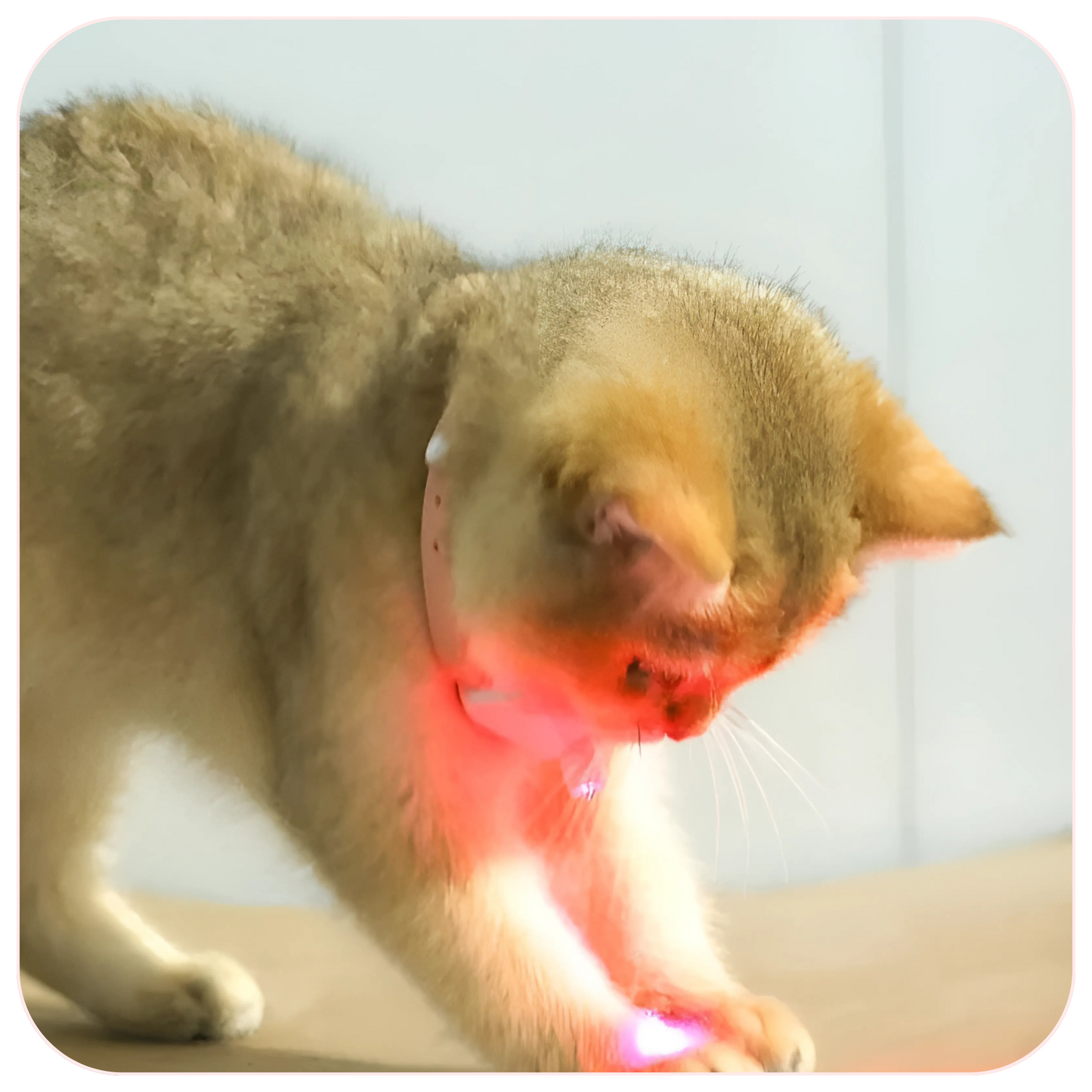LazerPaws Collar